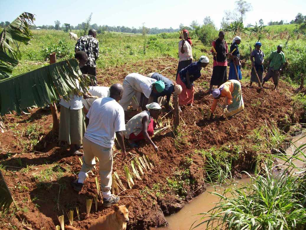 Placeholder photo: tree seedlings being planted